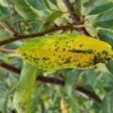 Bolesti i štetočine trešanja i borba protiv njih: fotografije, kako liječiti u predgrađima i regijama